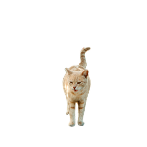 A Curious Ginger Cat Explores An Urban Waterfront, Basking In The Sunlight On A Picturesque Promenade. 14329 - Cat PNG image with transparent background